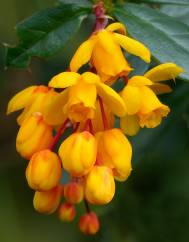 Berberis darwinii