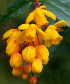 Fotografia da espécie Berberis darwinii