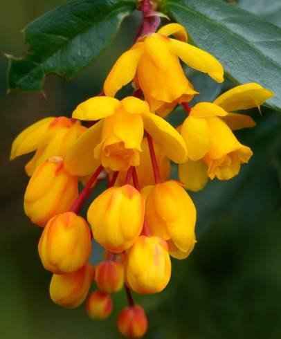 Fotografia de capa Berberis darwinii - do Jardim Botânico