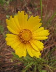 Coreopsis lanceolata