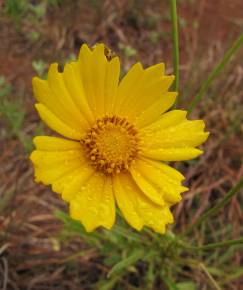 Fotografia da espécie Coreopsis lanceolata