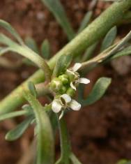 Fotografia da espécie Lepidium coronopus