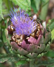 Fotografia da espécie Cynara scolymus