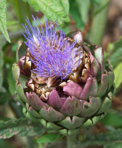 Fotografia de capa Cynara scolymus - do Jardim Botânico