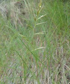 Fotografia da espécie Festuca rubra