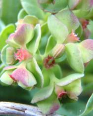 Fotografia da espécie Euphorbia peplus var. peploides