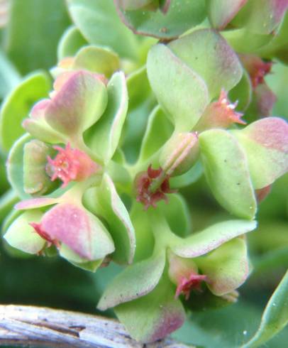 Fotografia de capa Euphorbia peplus var. peploides - do Jardim Botânico