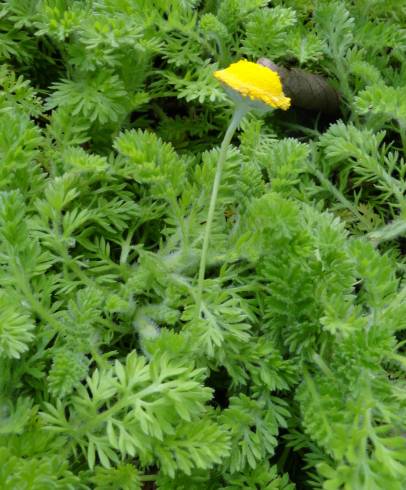 Fotografia de capa Cotula lineariloba - do Jardim Botânico