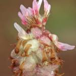 Fotografia 1 da espécie Trifolium physodes do Jardim Botânico UTAD