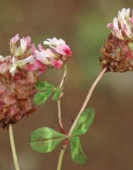 Trifolium physodes