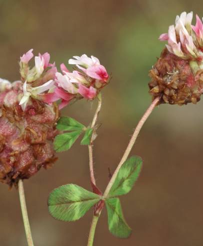 Fotografia de capa Trifolium physodes - do Jardim Botânico