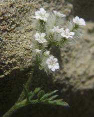 Fotografia da espécie Torilis leptophylla