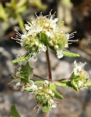 Teucrium haenseleri