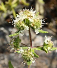 Fotografia da espécie Teucrium haenseleri