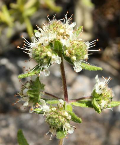 Fotografia de capa Teucrium haenseleri - do Jardim Botânico