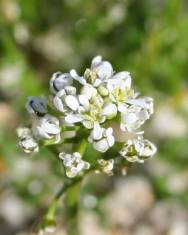 Fotografia da espécie Teesdalia coronopifolia