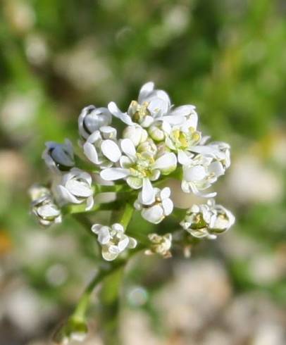 Fotografia de capa Teesdalia coronopifolia - do Jardim Botânico