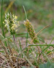 Fotografia da espécie Plantago coronopus subesp. coronopus