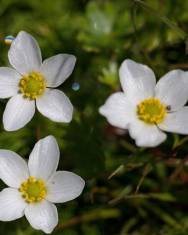 Fotografia da espécie Ranunculus ololeucos var. ololeucos