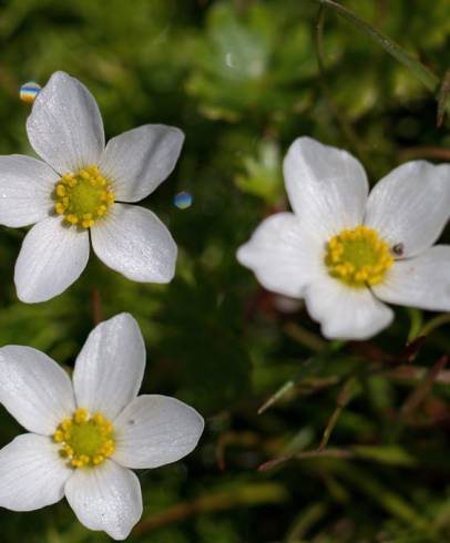 Fotografia de capa Ranunculus ololeucos var. ololeucos - do Jardim Botânico