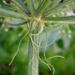 Fotografia 5 da espécie Heracleum sphondylium subesp. granatense do Jardim Botânico UTAD