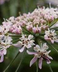 Fotografia da espécie Heracleum sphondylium subesp. granatense