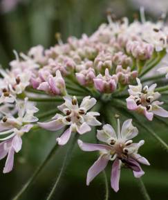 Fotografia da espécie Heracleum sphondylium