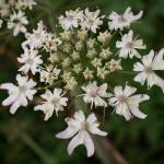 Fotografia 10 da espécie Heracleum sphondylium subesp. granatense do Jardim Botânico UTAD