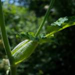 Fotografia 16 da espécie Heracleum sphondylium subesp. granatense do Jardim Botânico UTAD