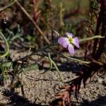 Fotografia 16 da espécie Malcolmia littorea do Jardim Botânico UTAD