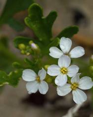 Fotografia da espécie Cakile maritima subesp. integrifolia