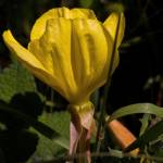 Fotografia 11 da espécie Oenothera glazioviana do Jardim Botânico UTAD