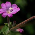 Fotografia 15 da espécie Epilobium hirsutum do Jardim Botânico UTAD