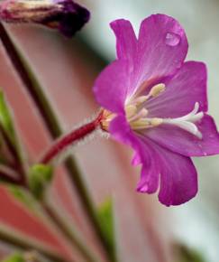 Fotografia da espécie Epilobium hirsutum