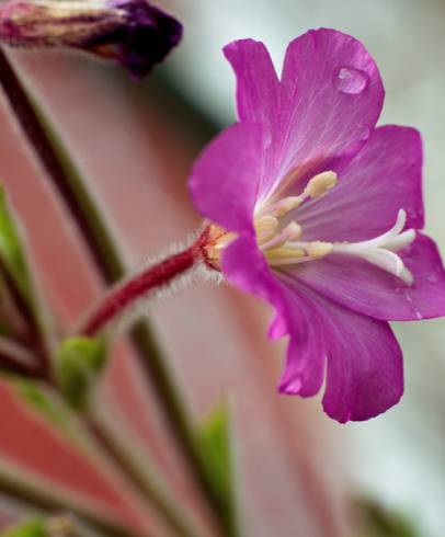 Fotografia de capa Epilobium hirsutum - do Jardim Botânico