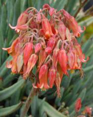 Fotografia da espécie Cotyledon orbiculata