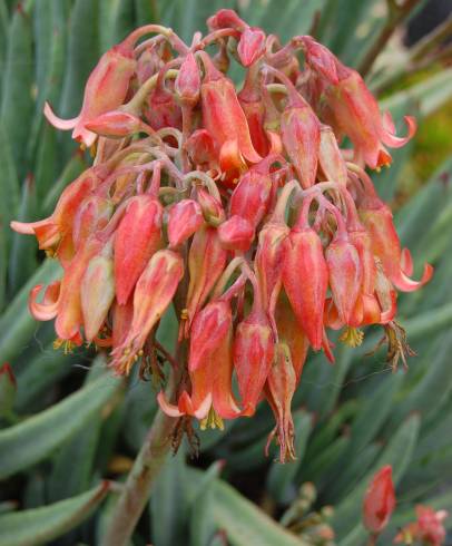 Fotografia de capa Cotyledon orbiculata - do Jardim Botânico