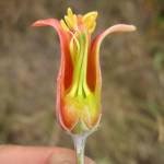 Fotografia 5 da espécie Cotyledon orbiculata do Jardim Botânico UTAD