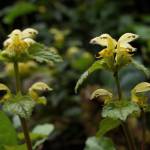 Fotografia 7 da espécie Lamium galeobdolon subesp. montanum do Jardim Botânico UTAD