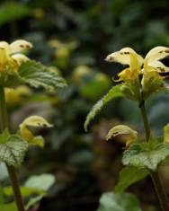 Fotografia da espécie Lamium galeobdolon subesp. montanum