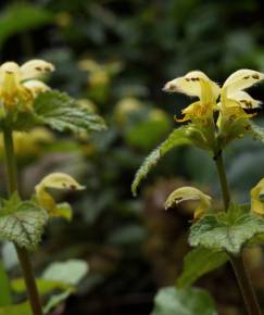 Fotografia da espécie Lamium galeobdolon