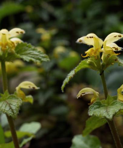 Fotografia de capa Lamium galeobdolon subesp. montanum - do Jardim Botânico