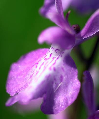 Fotografia de capa Anacamptis palustris - do Jardim Botânico