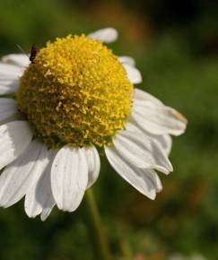 Fotografia da espécie Matricaria maritima