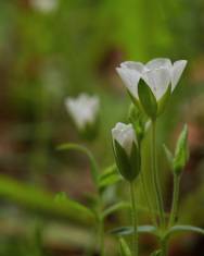 Fotografia da espécie Arenaria montana subesp. montana