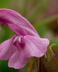 Fotografia da espécie Pedicularis sylvatica subesp. lusitanica