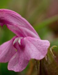 Pedicularis sylvatica subesp. lusitanica