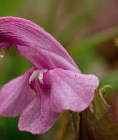 Fotografia da espécie Pedicularis sylvatica