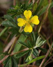 Fotografia da espécie Potentilla erecta