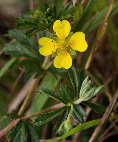 Fotografia de capa Potentilla erecta - do Jardim Botânico